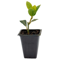 Bay Laurel | Live Herb in 2.5 Inch Nursery Cube | Laurus Nobilis