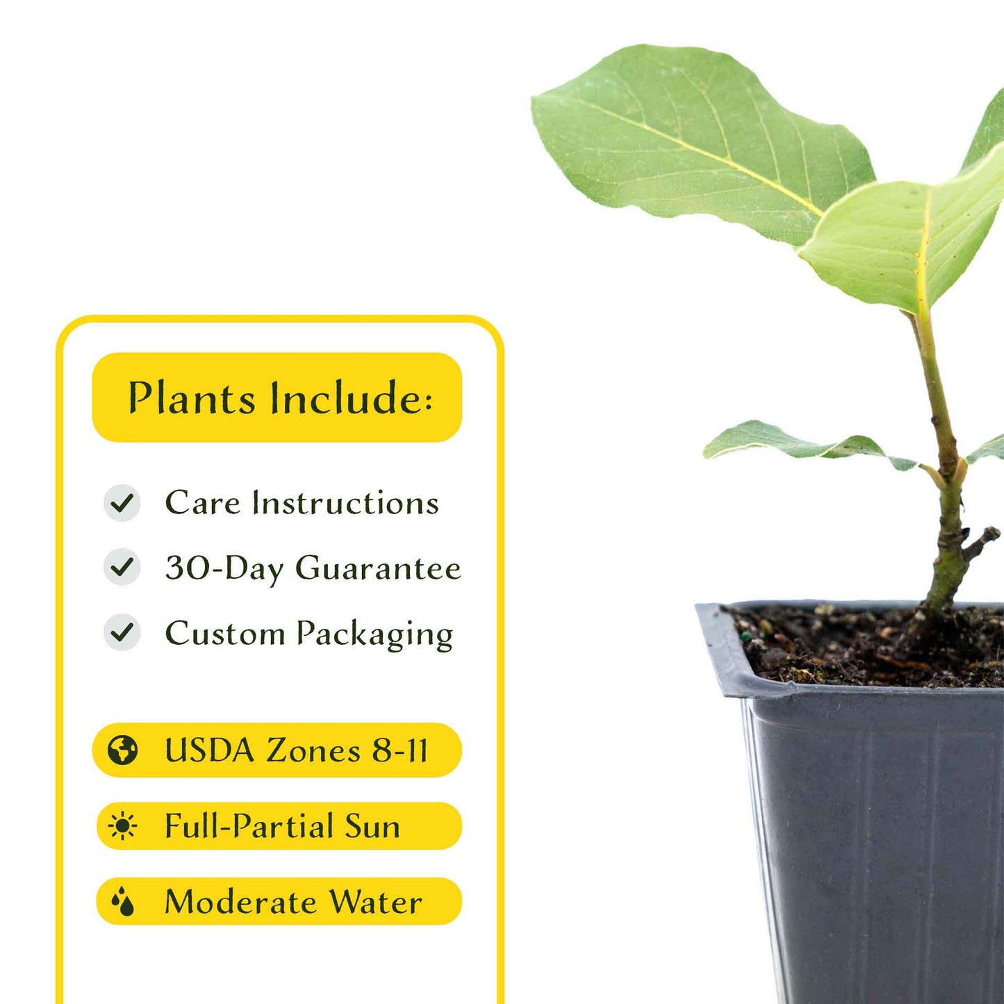 2 Saratoga Bay Laurel Plants in 3.5" Cubes | Aromatic Edible Evergreen Shrub | Culinary Herb for Hedges & Garden (Laurus nobilis 'Saratoga')