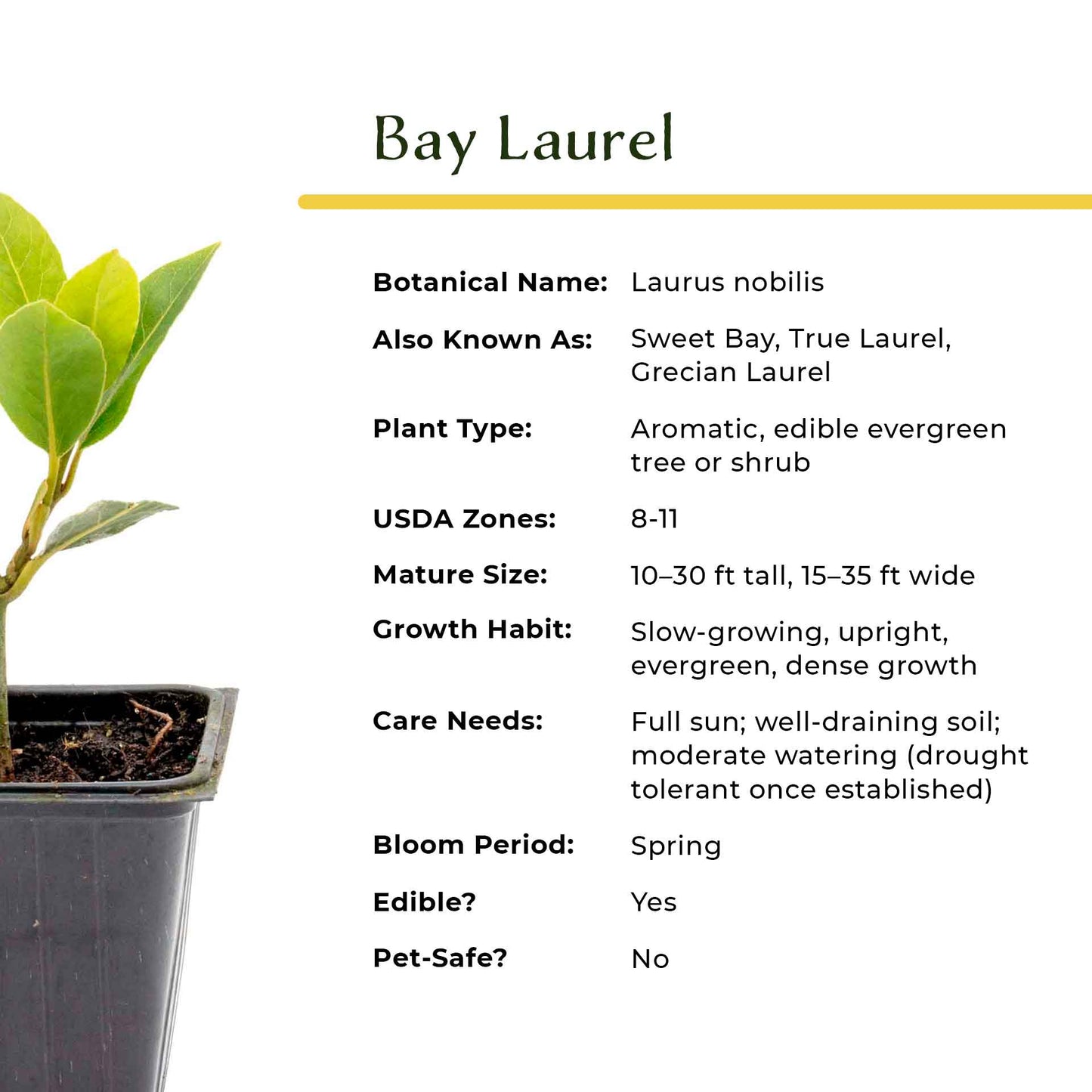 Bay Laurel (Laurus Nobilis) in 2.5 Inch Nursery Cubes