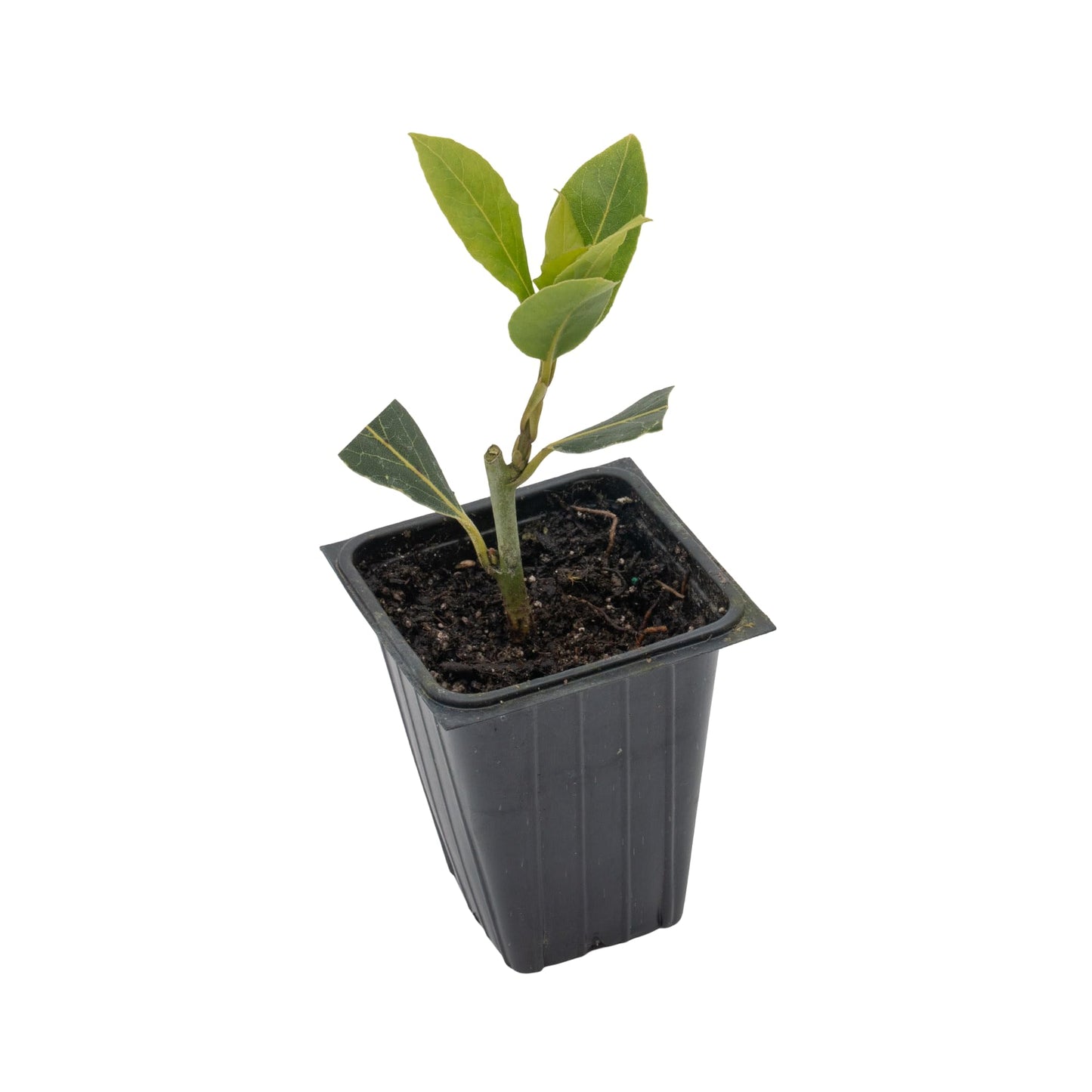 Bay Laurel | Live Herb in 2.5 Inch Nursery Cube | Laurus Nobilis