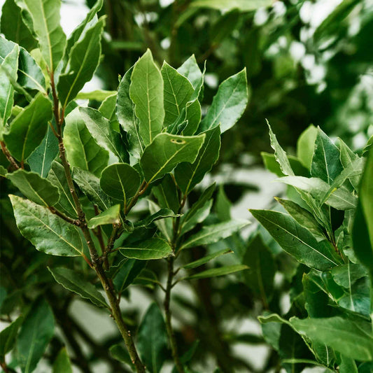 Bay Laurel (Laurus Nobilis) in 2.5 Inch Nursery Cubes