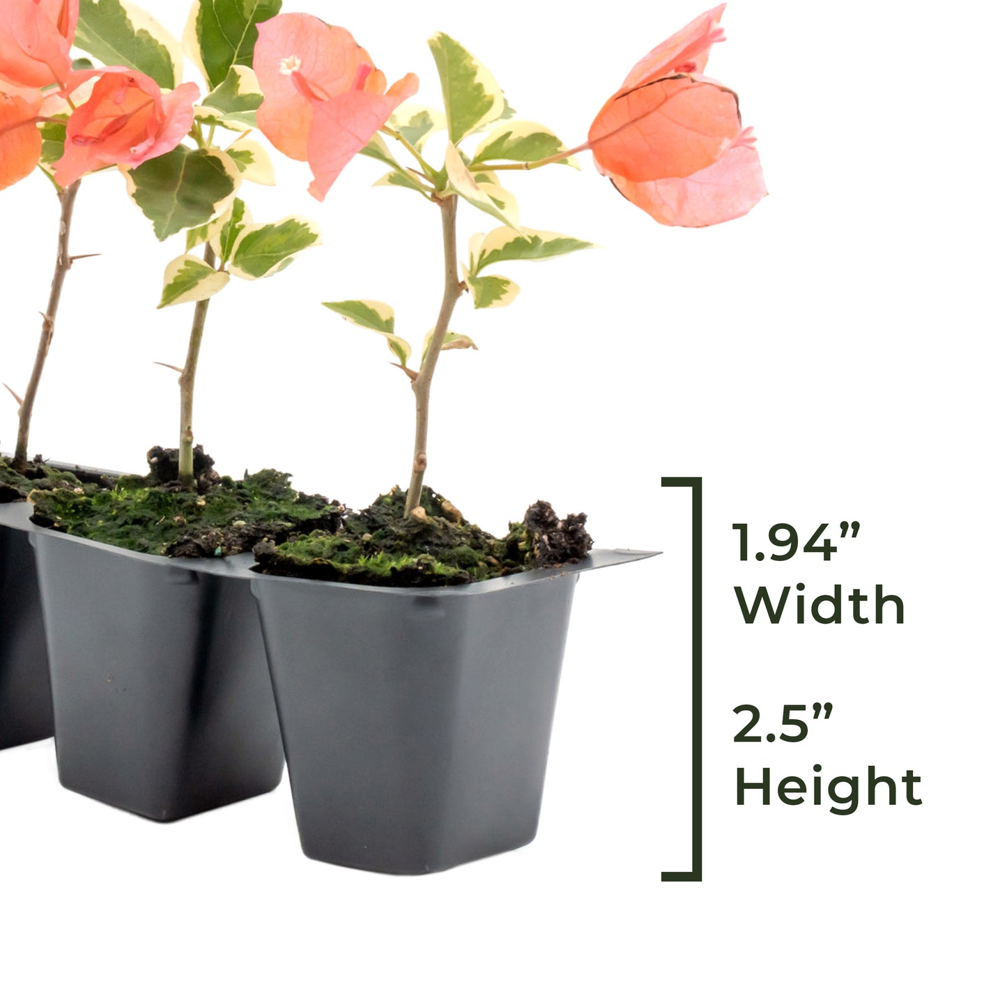 Bengal Orange Bougainvillea | Live Plant in 2.5 Inch Nursery Cube | Bougainvillea ‘Bengal Orange’