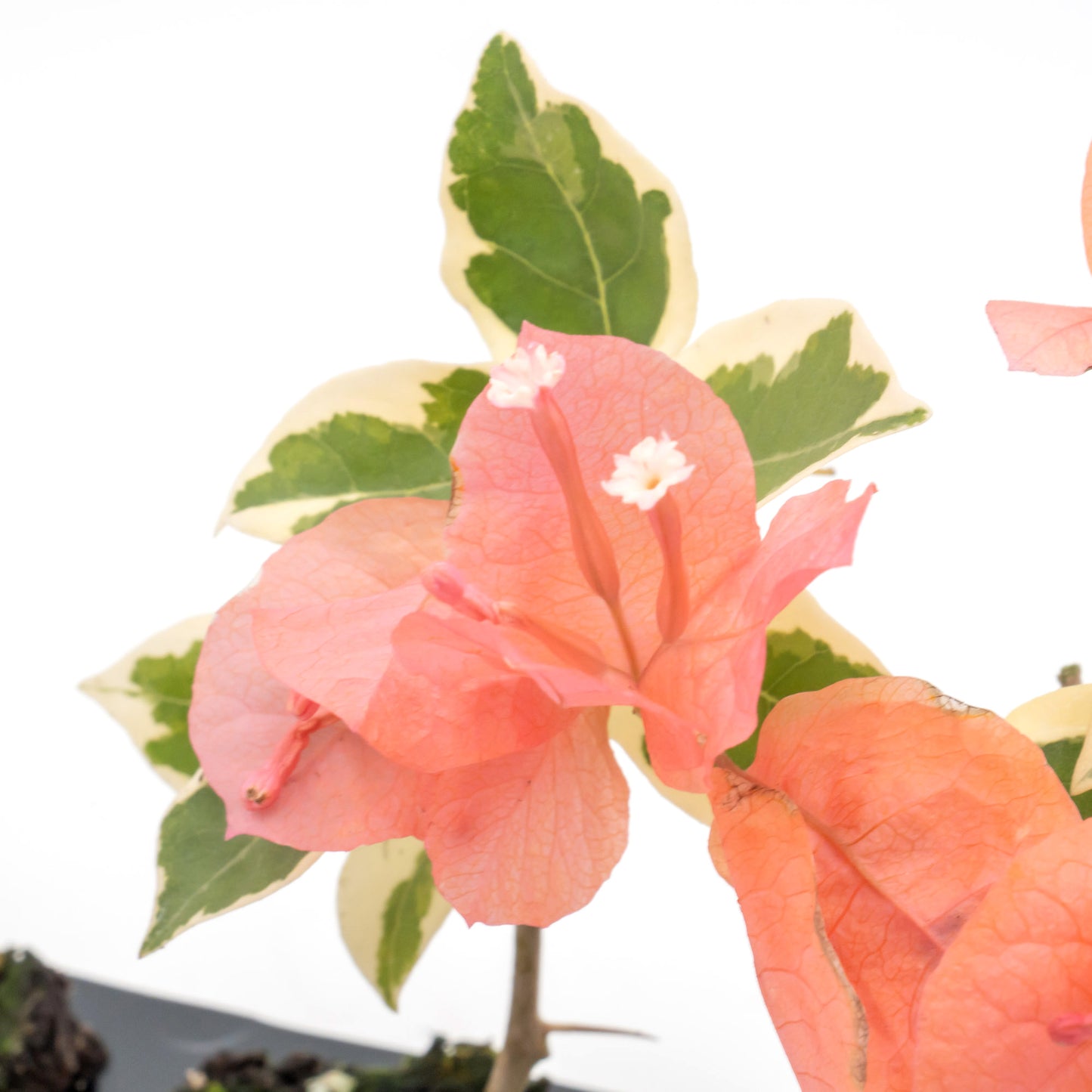 Bengal Orange Bougainvillea | Live Plant in 2.5 Inch Nursery Cube | Bougainvillea ‘Bengal Orange’