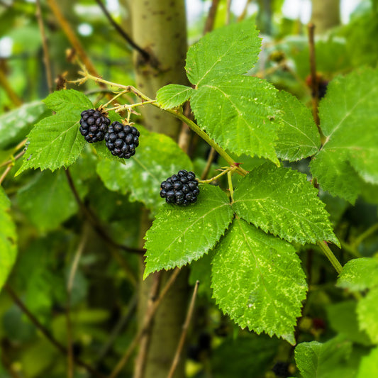 Triple Crown Thornless Blackberry | Live Plant in 4 Inch Nursery Pot | Rubus fruticosus 'Triple Crown'