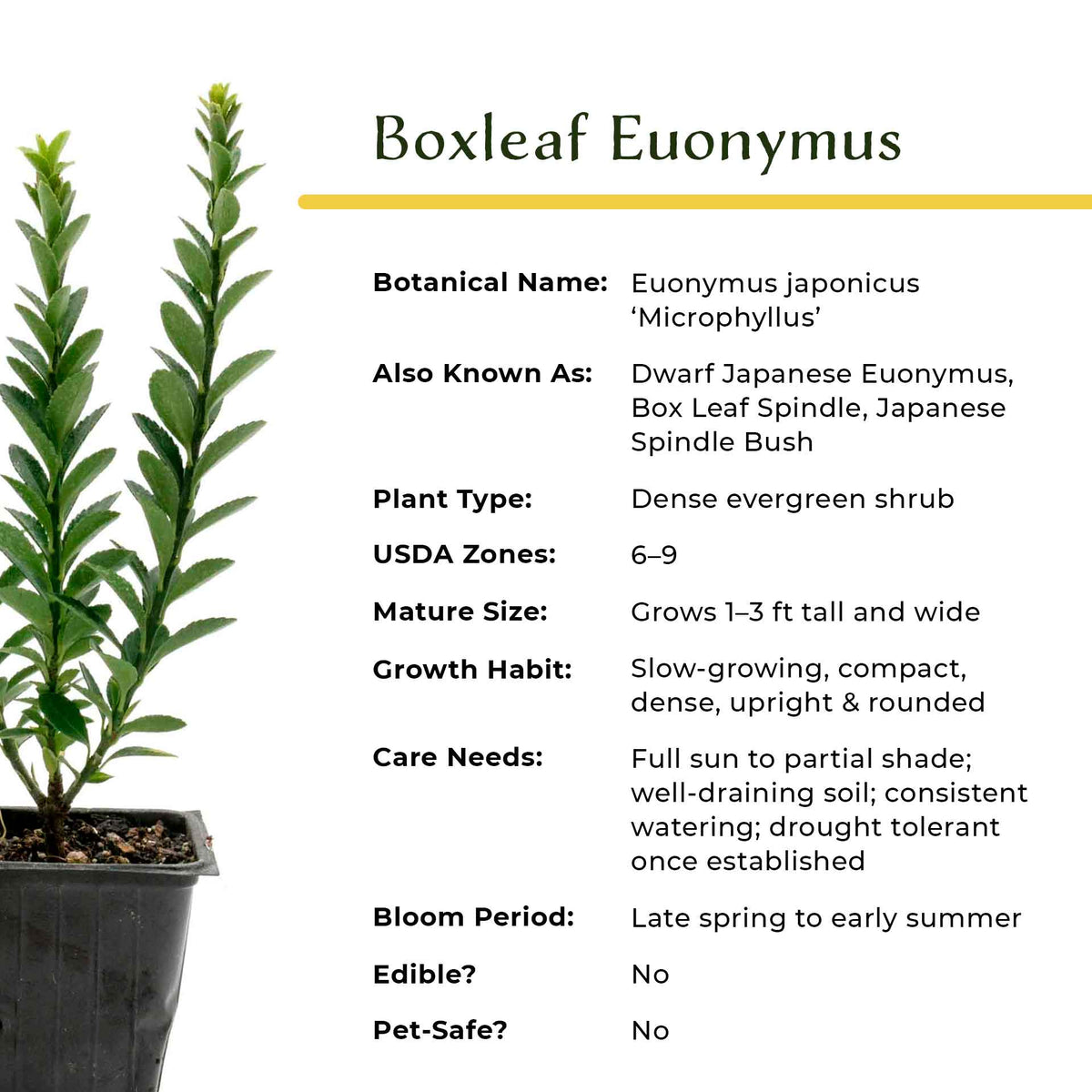 2 Boxleaf Euonymus in 3.5" Nursery Cubes | Euonymus japonicus ‘Microphyllus’ | Dwarf Evergreen Shrub