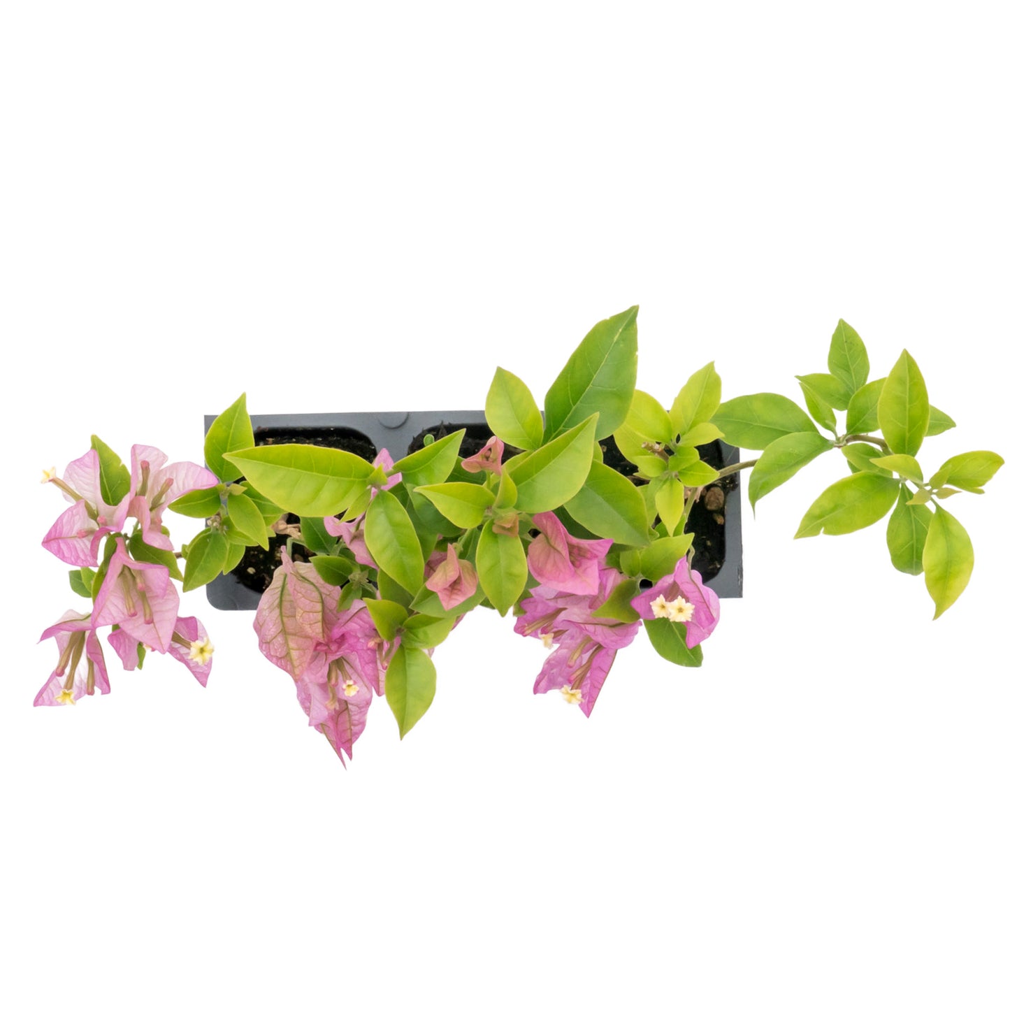 Purple Bougainvillea | Live Plant in 2.5 Inch Nursery Cube | Bougainvillea Brasiliensis
