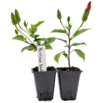Brilliant Red Hibiscus | Live Plant in 2.5 Inch Nursery Cube | Hibiscus rosa-sinensis 'Brilliant'