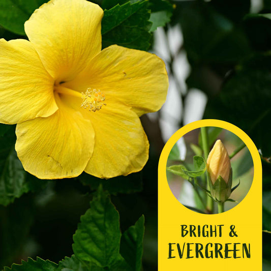 2 Butterfly Hibiscus, Live Plants in 3.5" Cubes (Hibiscus rosa-sinensis) Tropical Flowering Evergreen Shrub with Large 5-Petal Yellow Blooms