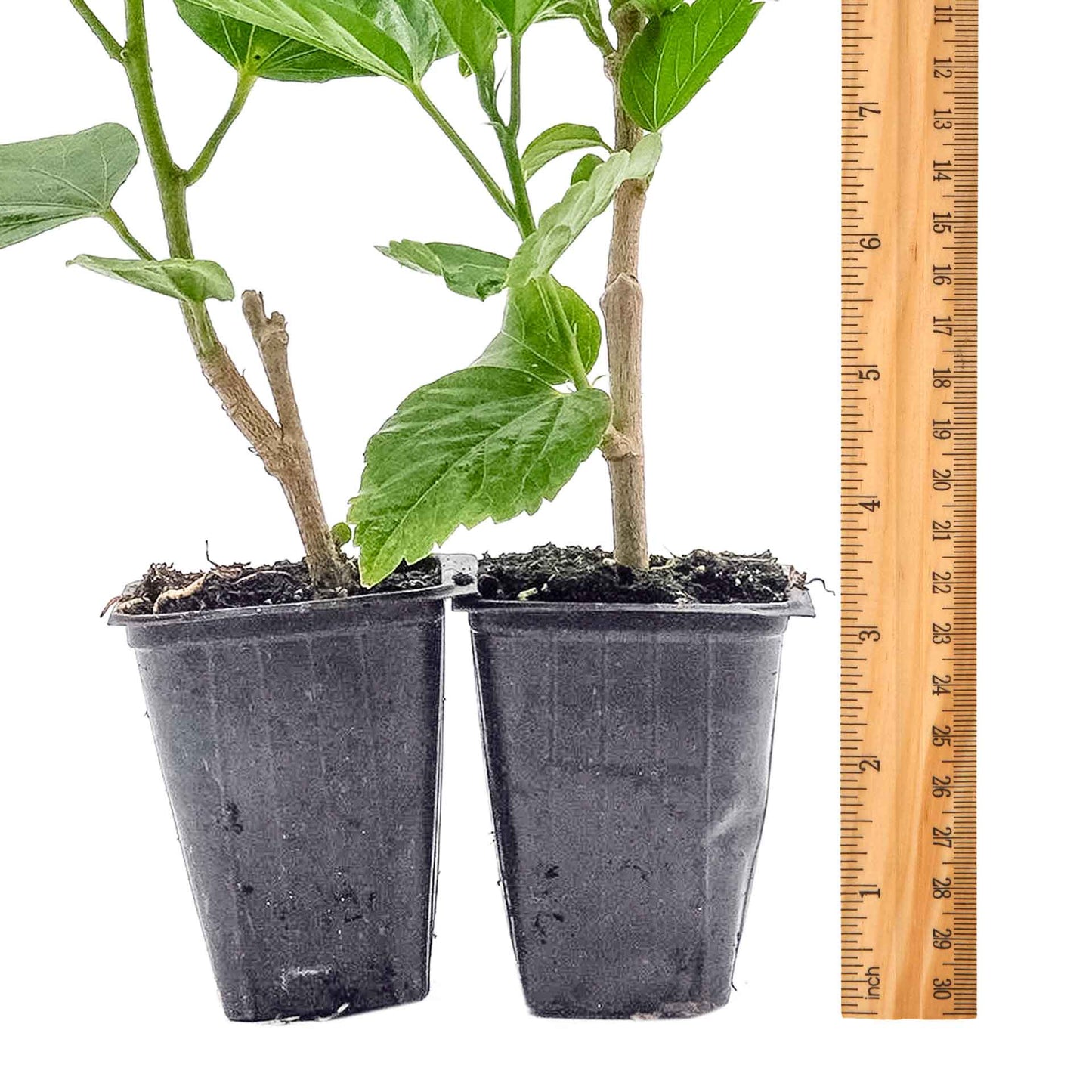 2 Butterfly Hibiscus, Live Plants in 3.5" Cubes (Hibiscus rosa-sinensis) Tropical Flowering Evergreen Shrub with Large 5-Petal Yellow Blooms