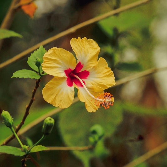 Butterfly Hibiscus | Live Plant in 2.5 Inch Nursery Cube | Hibiscus rosa-sinensis