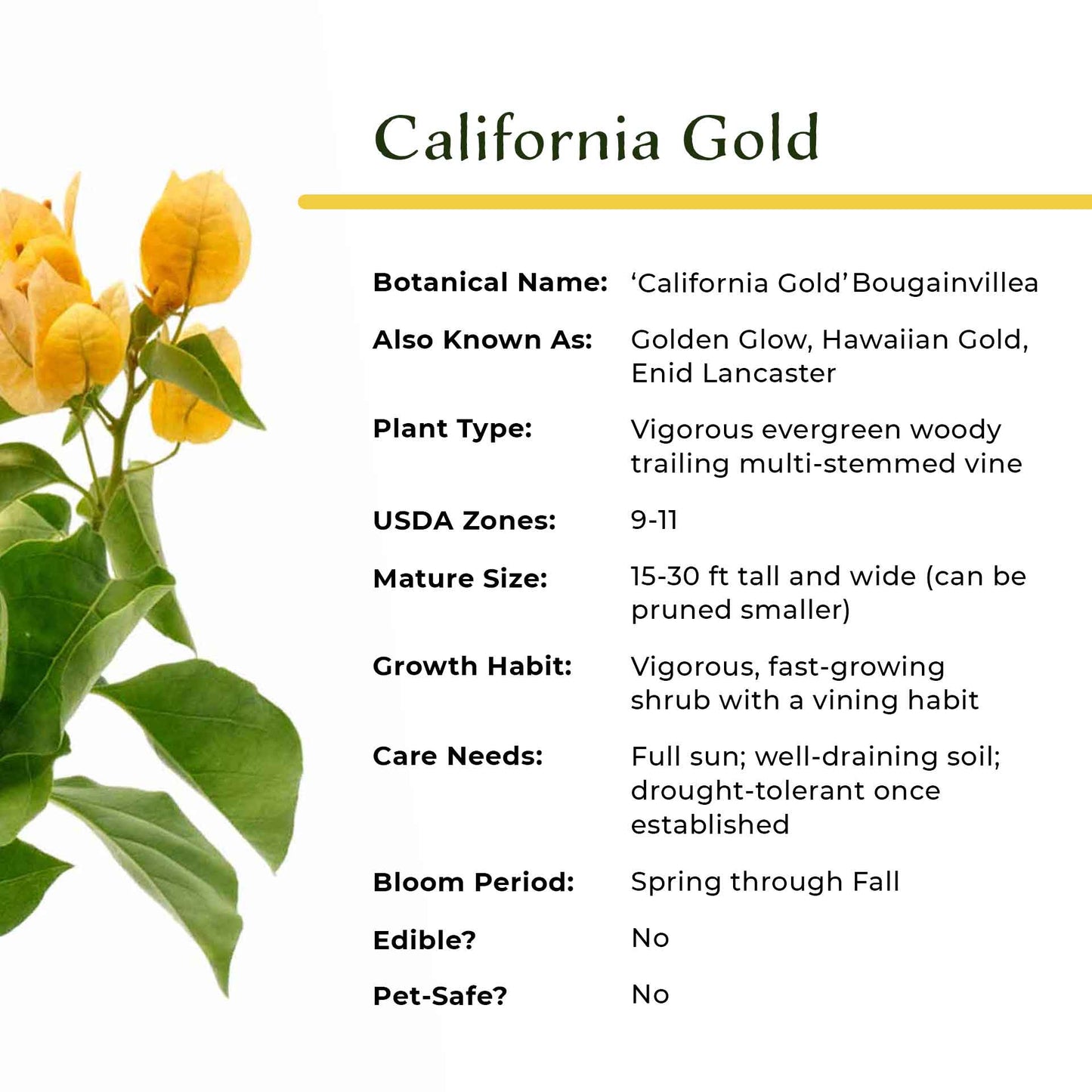 California Gold Bougainvillea in 3.5” Nursery Cubes