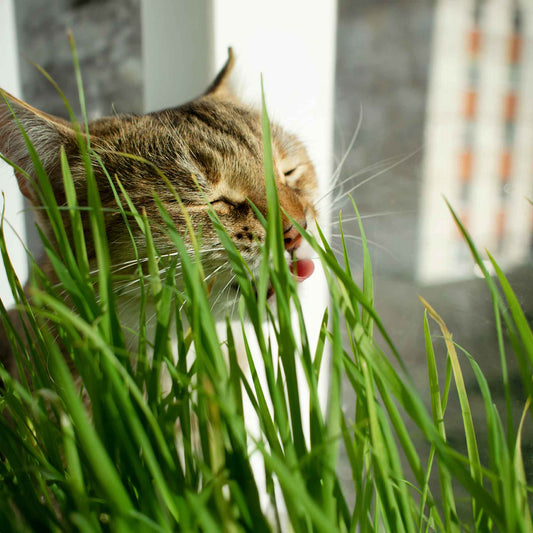 Cat Grass (Dactylis glomerata)