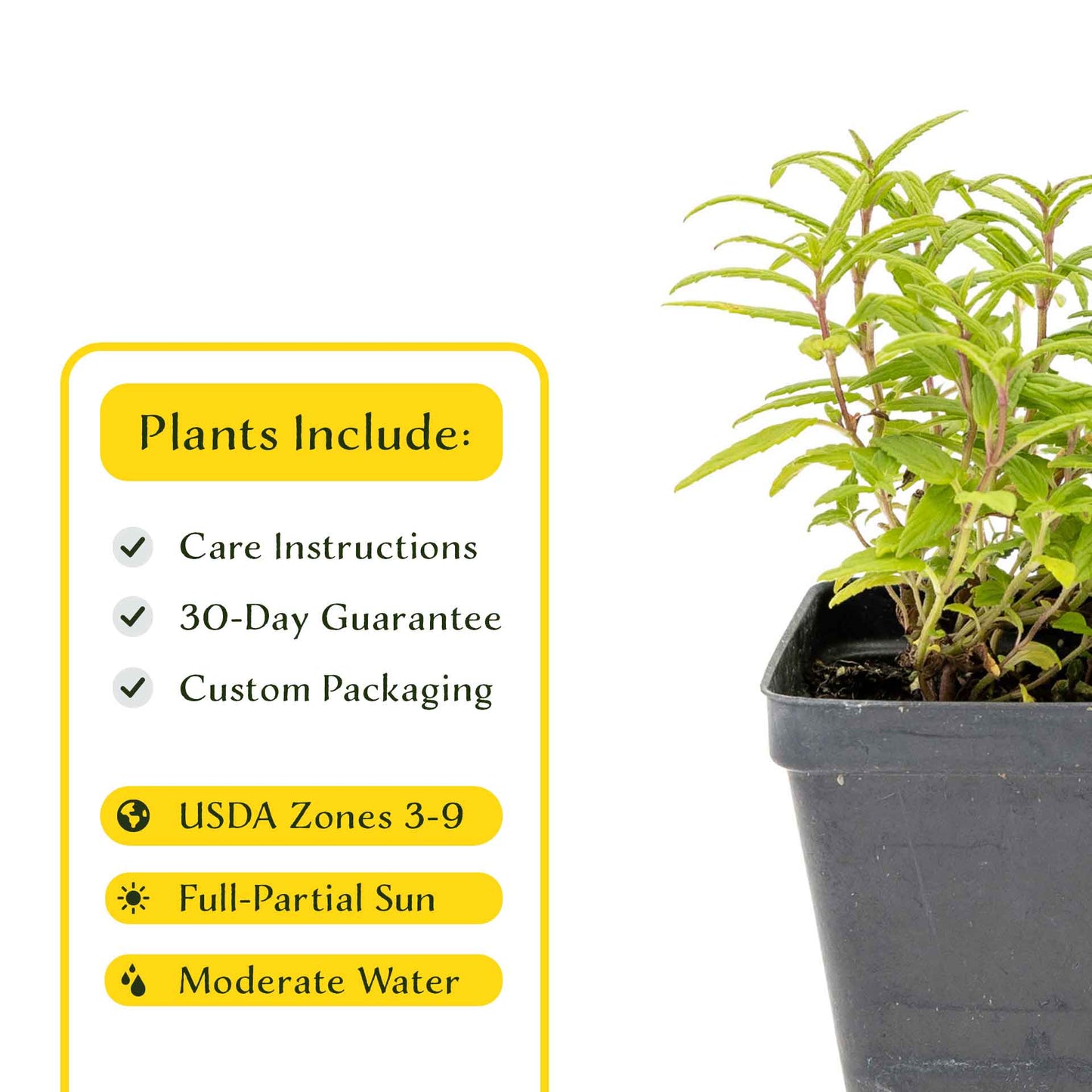 2 Cat Mint Plants in 3.5” Cubes | Aromatic Fast-Growing Pet-Friendly Herb for Fresh or Dried Enrichment, Gardens & Pots (Nepeta cataria)