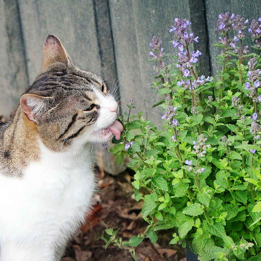 Catnip (Nepeta cataria)