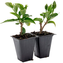 Cherie Hibiscus | Live Plant in 2.5 Inch Nursery Cube | Hibiscus rosa-sinensis 'Cherie'