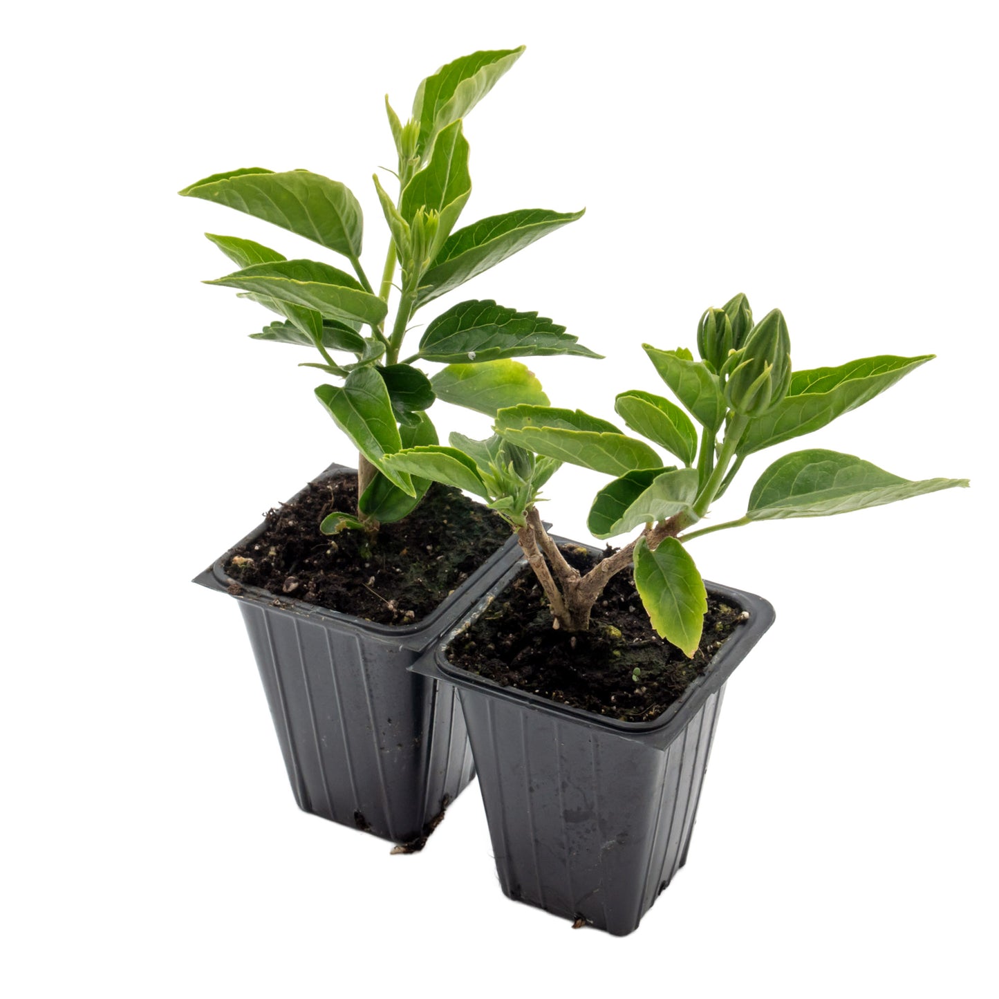 Cherie Hibiscus | Live Plant in 2.5 Inch Nursery Cube | Hibiscus rosa-sinensis 'Cherie'