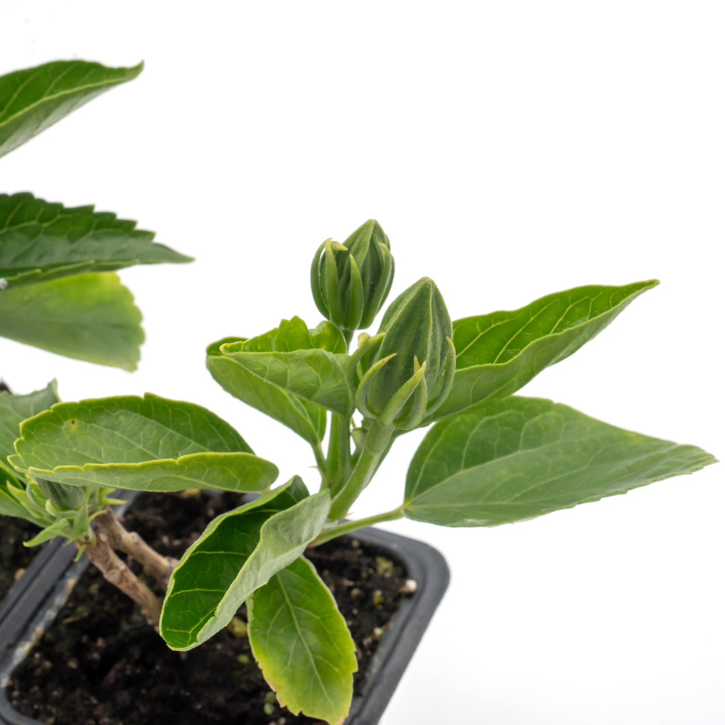 Cherie Hibiscus | Live Plant in 2.5 Inch Nursery Cube | Hibiscus rosa-sinensis 'Cherie'