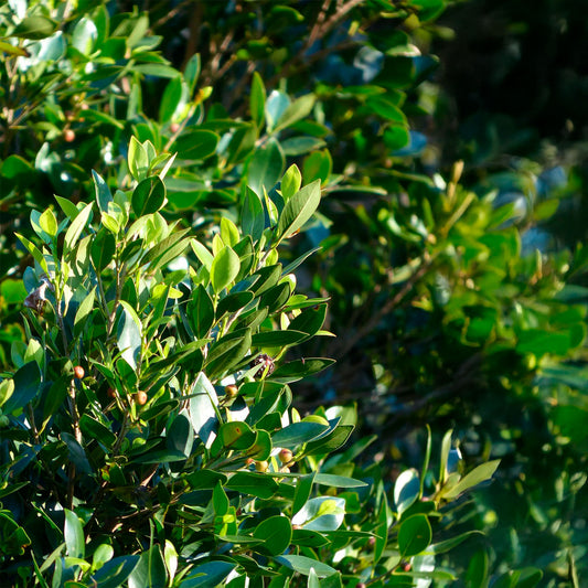 Carolina Cherry Laurel (Prunus Caroliniana) in 2.5" Nursery Cubes