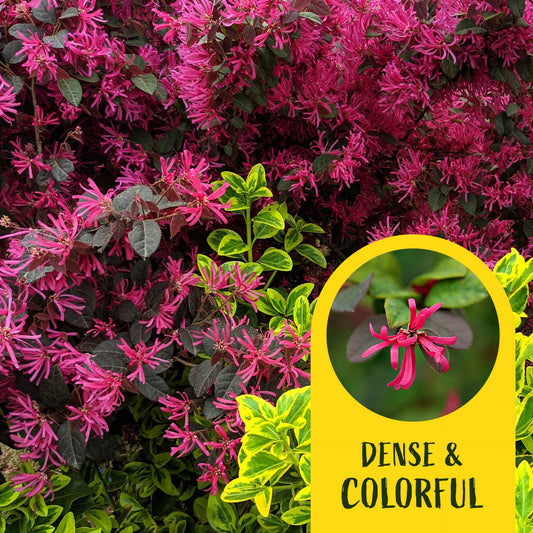3 Chinese Fringe Flowers, Live Plants in 2.5" Cubes (Loropetalum chinense) Burgundy Colored Evergreen Shrub with Bright Pink Fringe Blooms