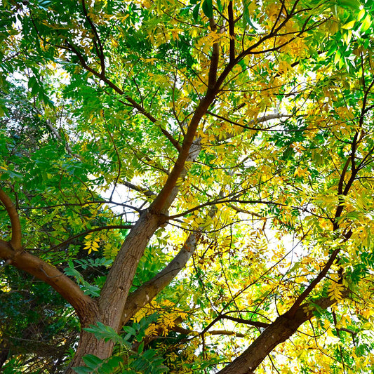 Dormant Chinese Pistache Tree Saplings (Pistacia Chinensis) in 2.5" Nursery Cubes