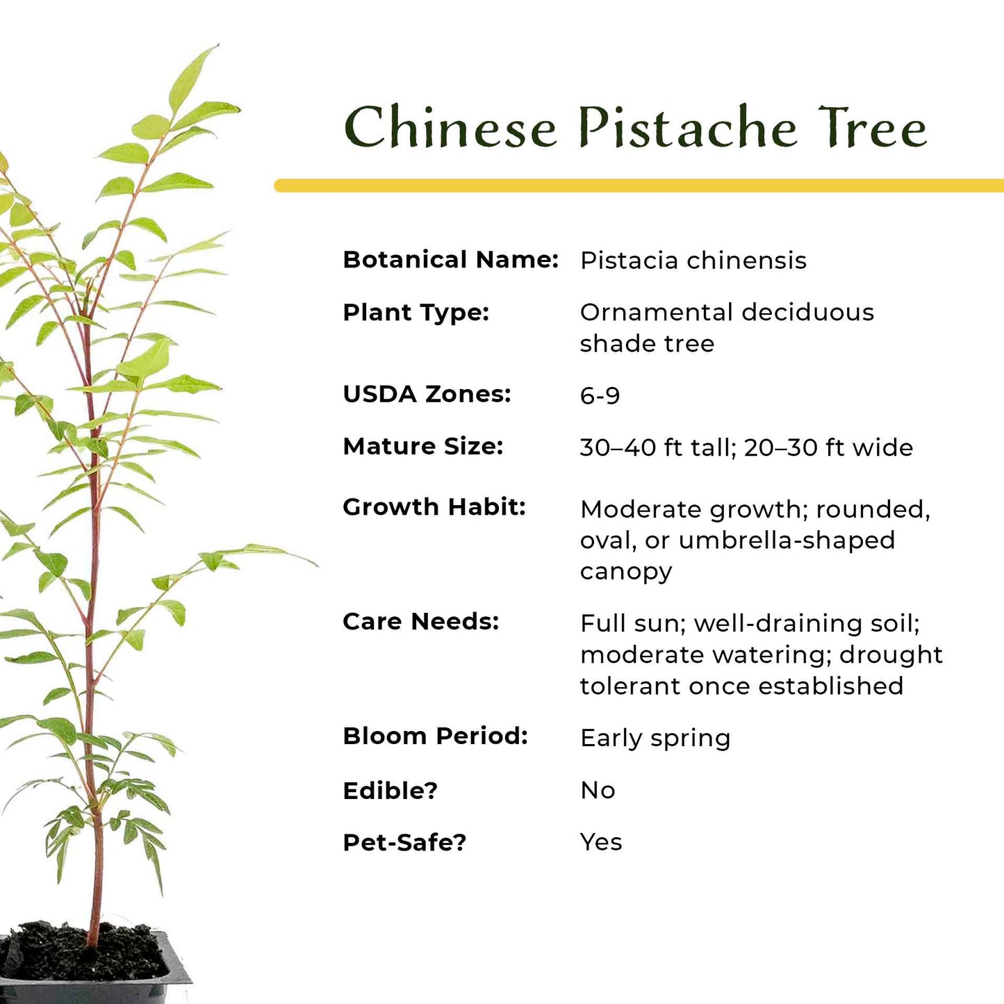 Dormant Chinese Pistache Tree Saplings (Pistacia Chinensis) in 2.5" Nursery Cubes
