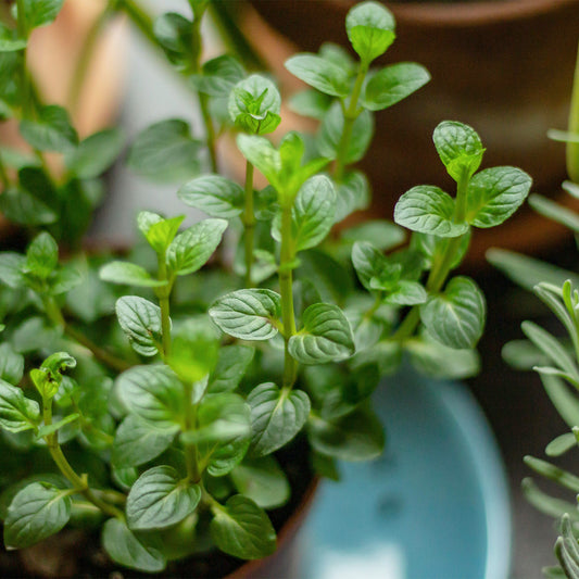 Chocolate Mint | Live Herb in 2.5 Inch Nursery Cube | Mentha x piperita f. citrata Chocolate