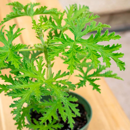 Citronella | Live Herb in 4 Inch Nursery Pot | Pelargonium graveolens