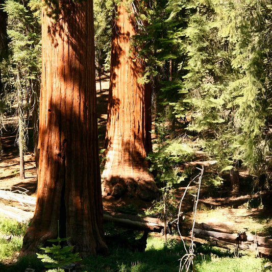 Coastal Redwood (Sequoia sempervirens) in 2.5” Nursery Cubes