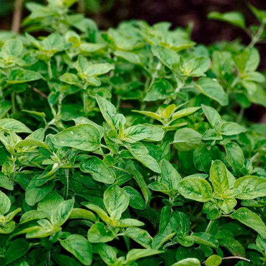 Common Oregano (Origanum Vulgare) in 3.5" Nursery Cubes