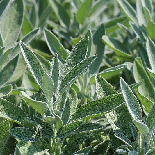 Common Sage | Live Herb in 2.5 Inch Nursery Cube | Salvia officinalis