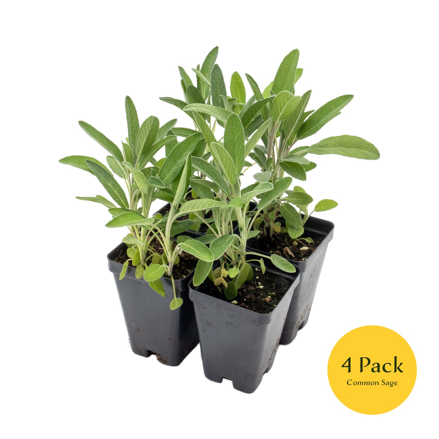 Common Sage | Live Herb in 2.5 Inch Nursery Cube | Salvia officinalis