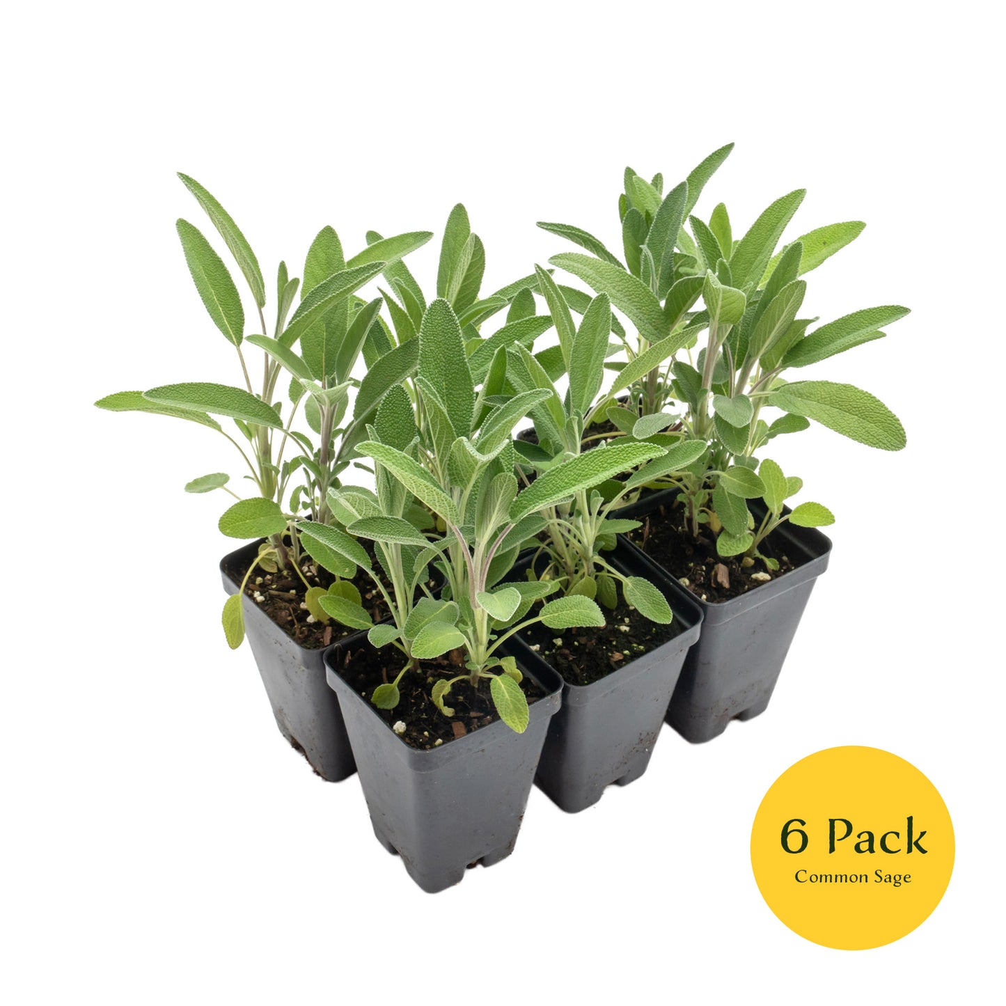 Common Sage | Live Herb in 2.5 Inch Nursery Cube | Salvia officinalis