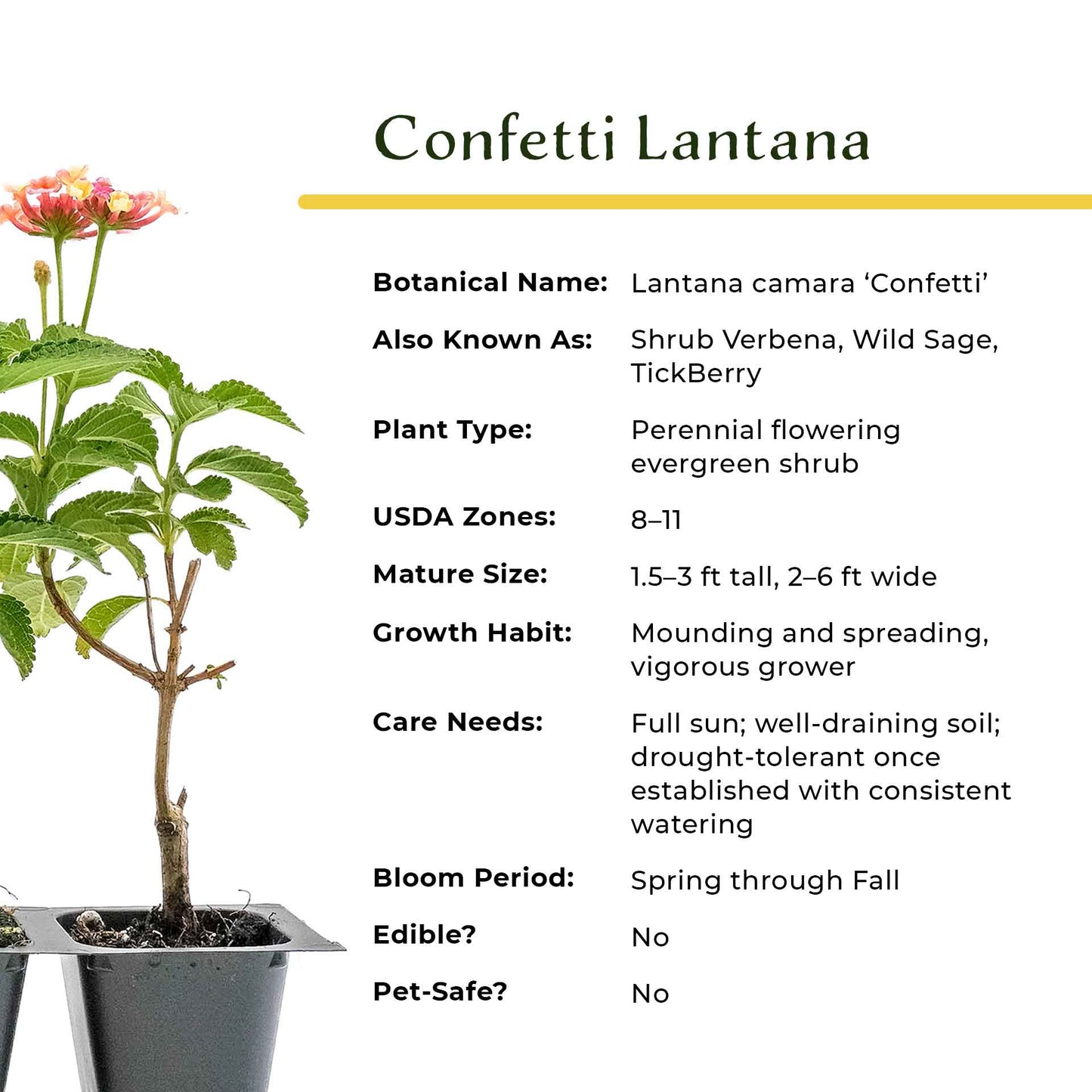 Confetti Lantana in 2.5” Nursery Cubes (Lantana camara 'Confetti') | Live Evergreen Flowering Shrub for Borders, Groundcover & Containers