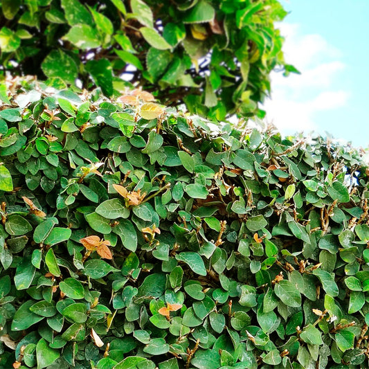 Creeping Fig | Live Plant in 2.5 Inch Nursery Cube | Ficus Repens