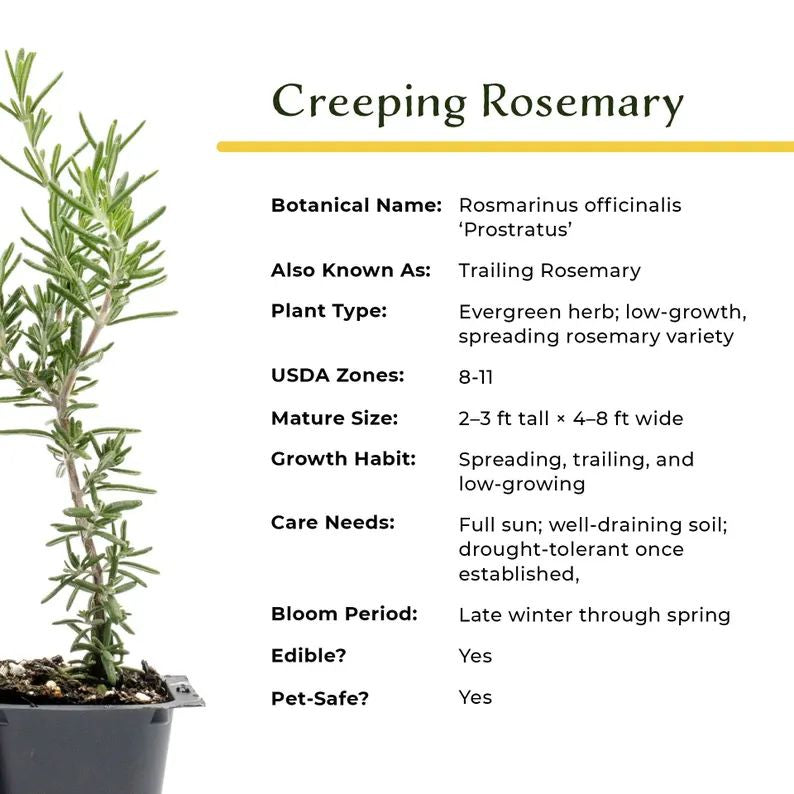 Creeping Rosemary (Rosmarinus Officinalis 'Prostratus') in 2.5" Nursery Cubes