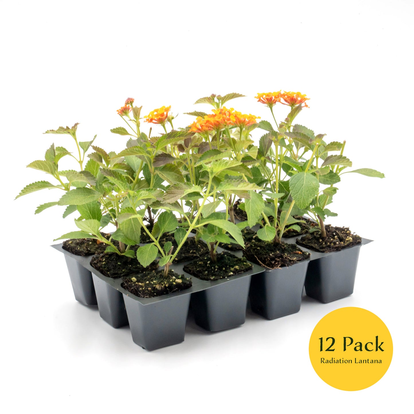 Radiation Lantana | Live Plant in 2.5 Inch Nursery Cube | Lantana Camara 'Radiation'