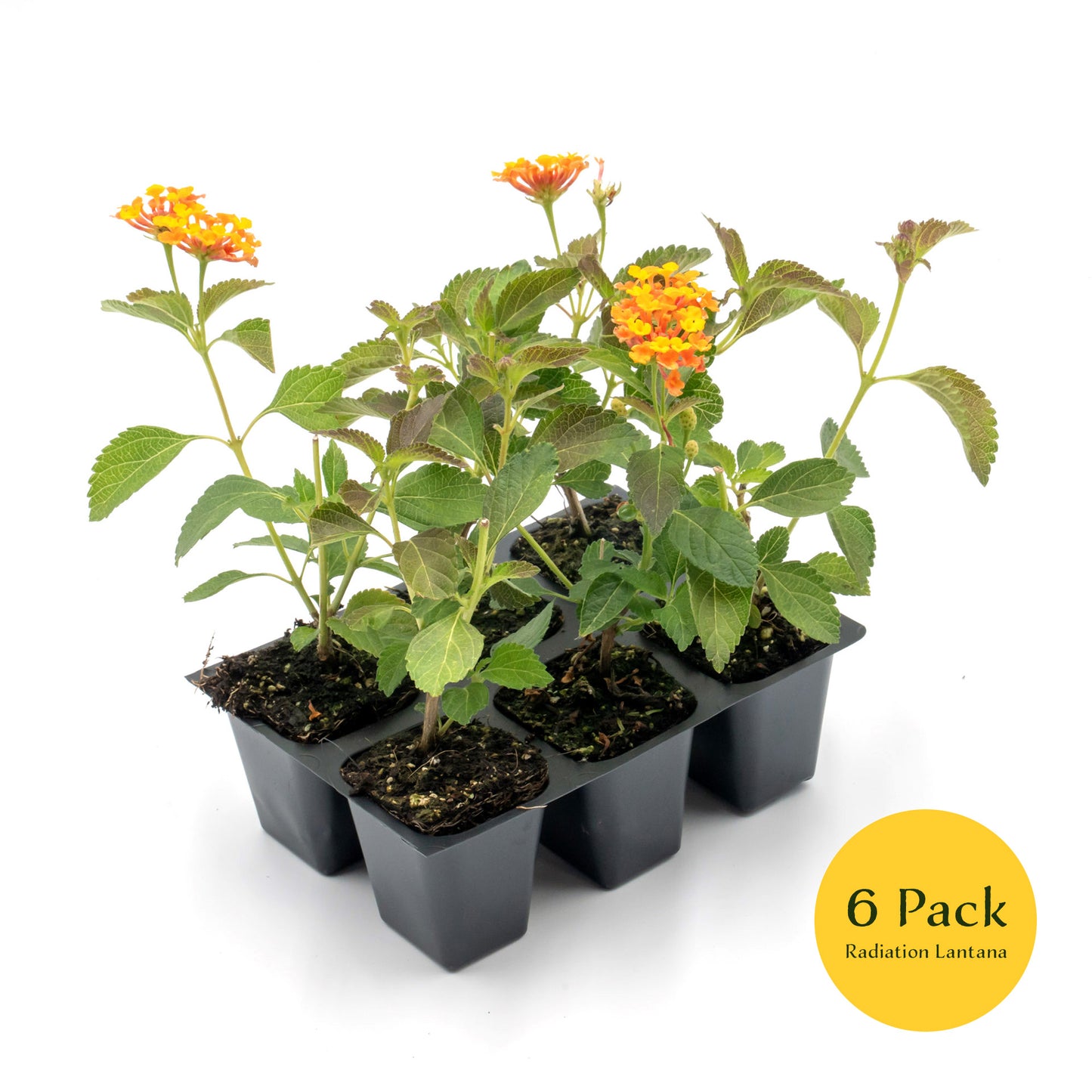Radiation Lantana | Live Plant in 2.5 Inch Nursery Cube | Lantana Camara 'Radiation'