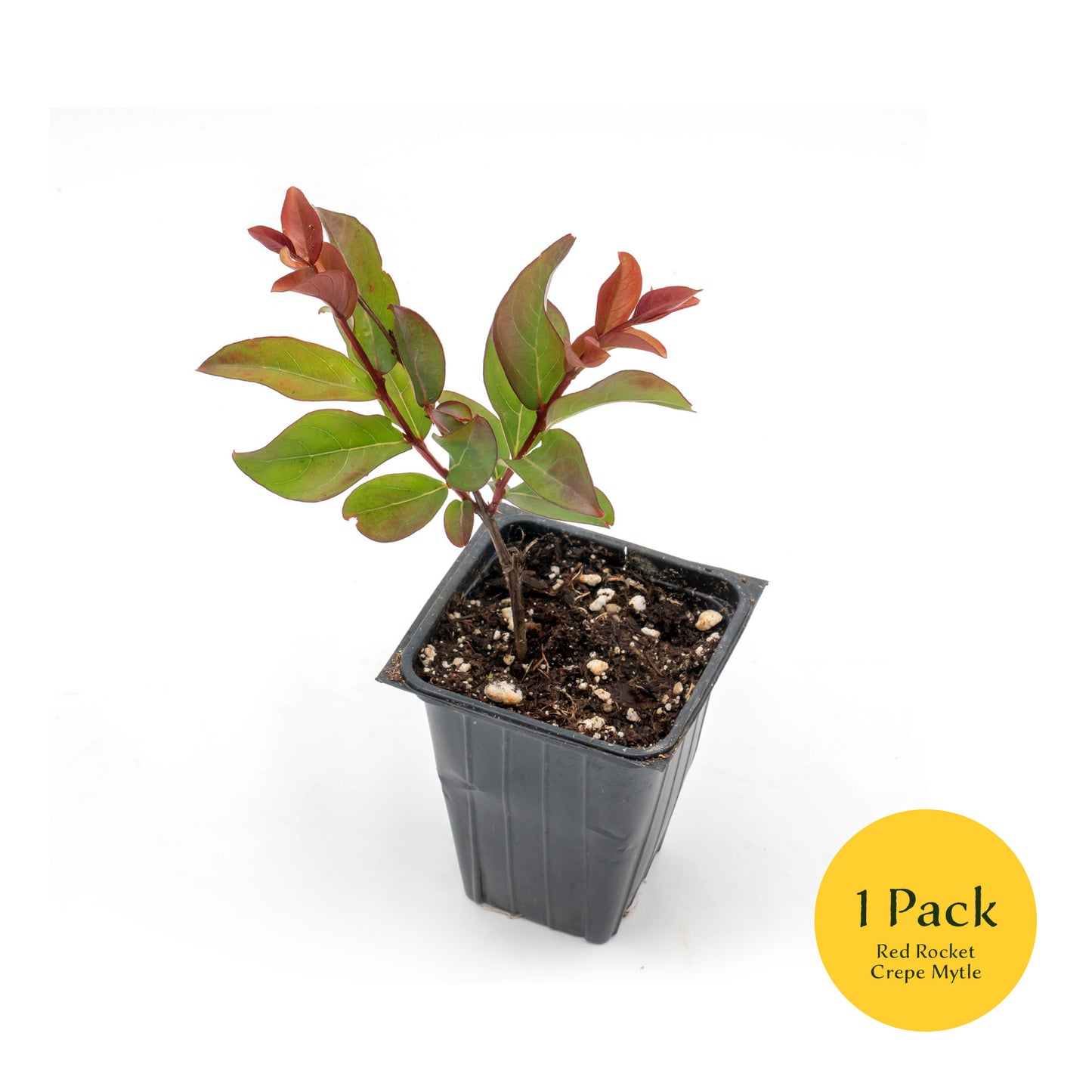 Red Rocket Crepe Myrtle Tree | Live Sapling in 2.5 Inch Nursery Cube | Lagerstroemia Indica