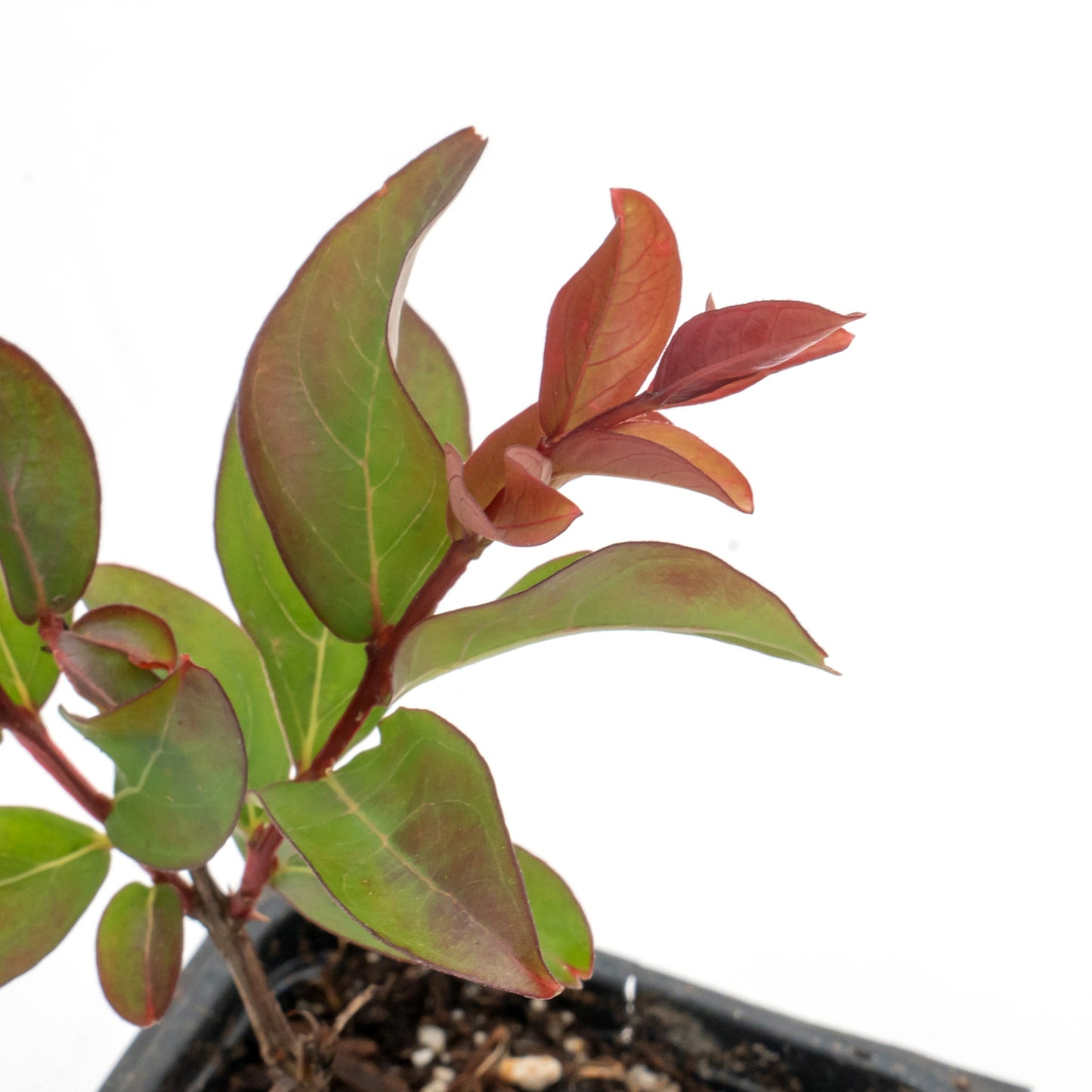 Red Rocket Crepe Myrtle Tree | Live Sapling in 2.5 Inch Nursery Cube | Lagerstroemia Indica