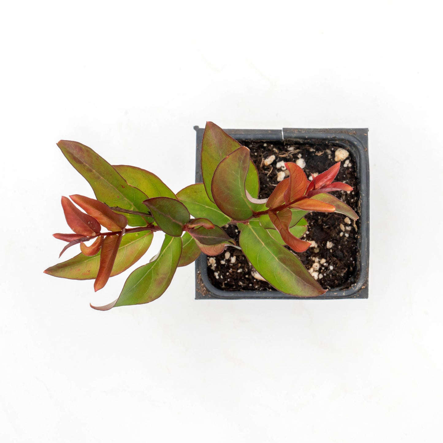 Red Rocket Crepe Myrtle Tree | Live Sapling in 2.5 Inch Nursery Cube | Lagerstroemia Indica