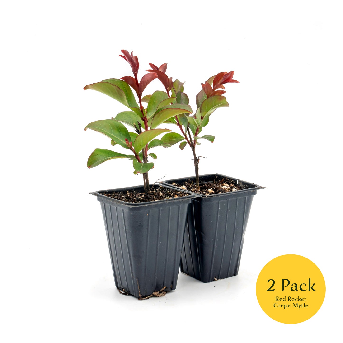 Red Rocket Crepe Myrtle Tree | Live Sapling in 2.5 Inch Nursery Cube | Lagerstroemia Indica