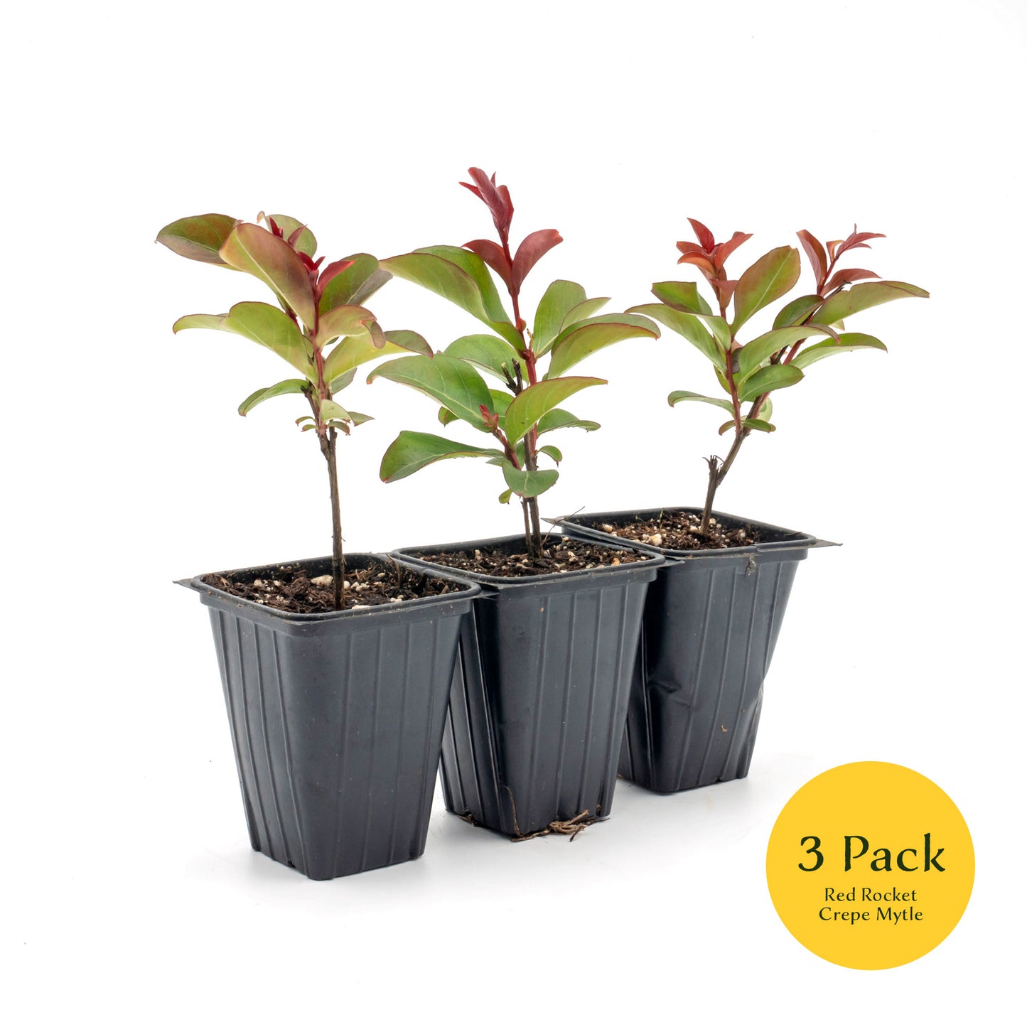 Red Rocket Crepe Myrtle Tree | Live Sapling in 2.5 Inch Nursery Cube | Lagerstroemia Indica