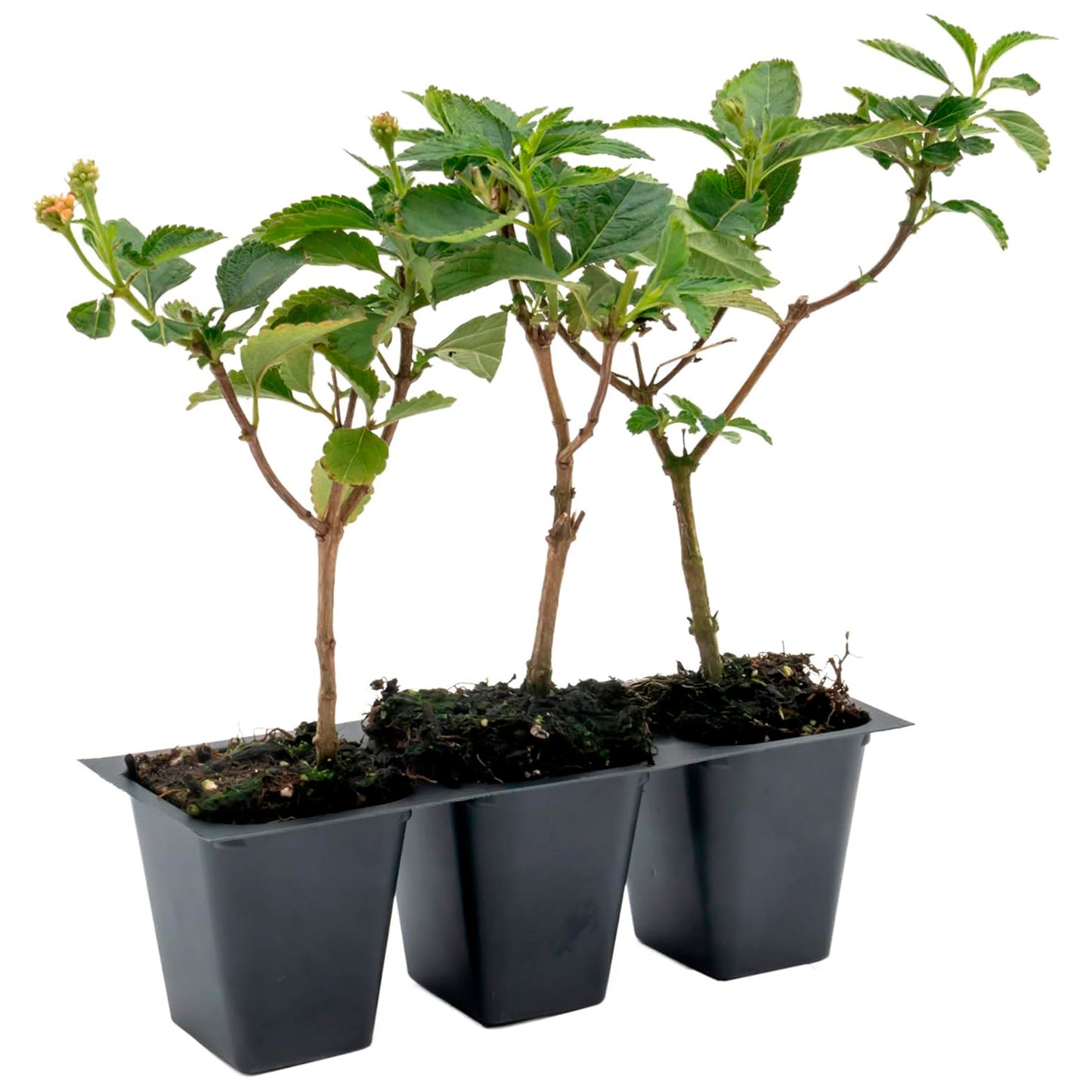 Dallas Red Lantana | Live Plant in 2.5 Inch Nursery Cube | Lantana Camara 'Dallas Red'