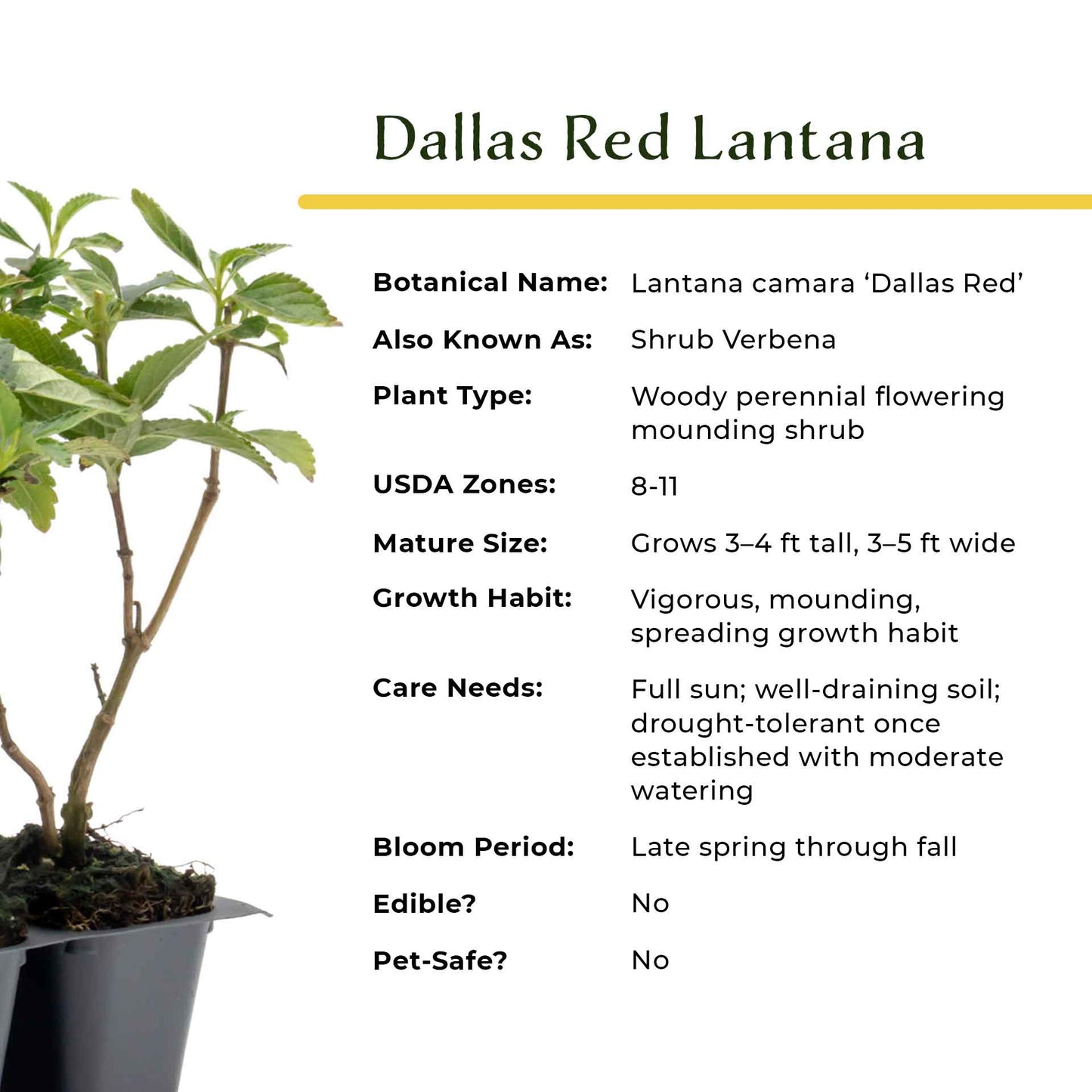 Dallas Red Lantana in 2.5” Nursery Cubes (Lantana camara ‘Dallas Red’) | Flowering Shrub for Borders, Containers & Gardens | Ready-to-Plant