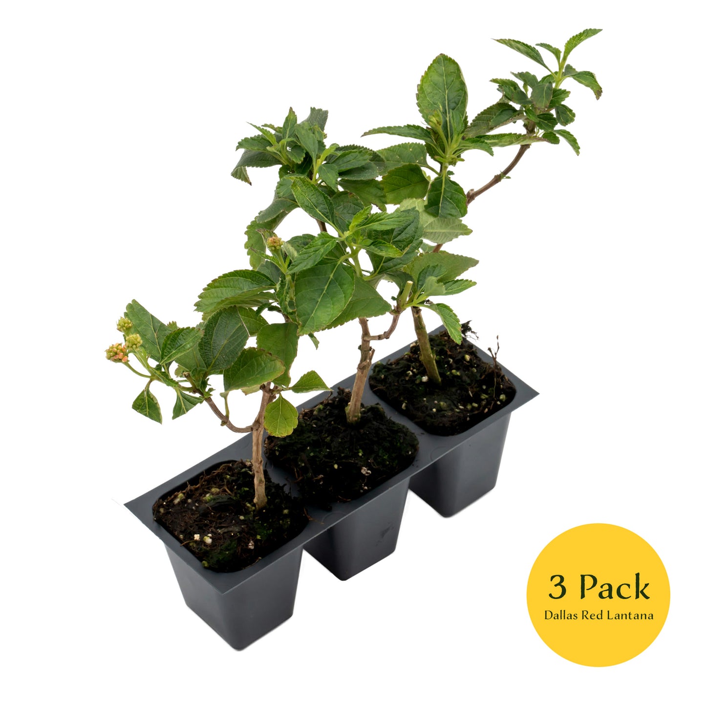 Dallas Red Lantana | Live Plant in 2.5 Inch Nursery Cube | Lantana Camara 'Dallas Red'