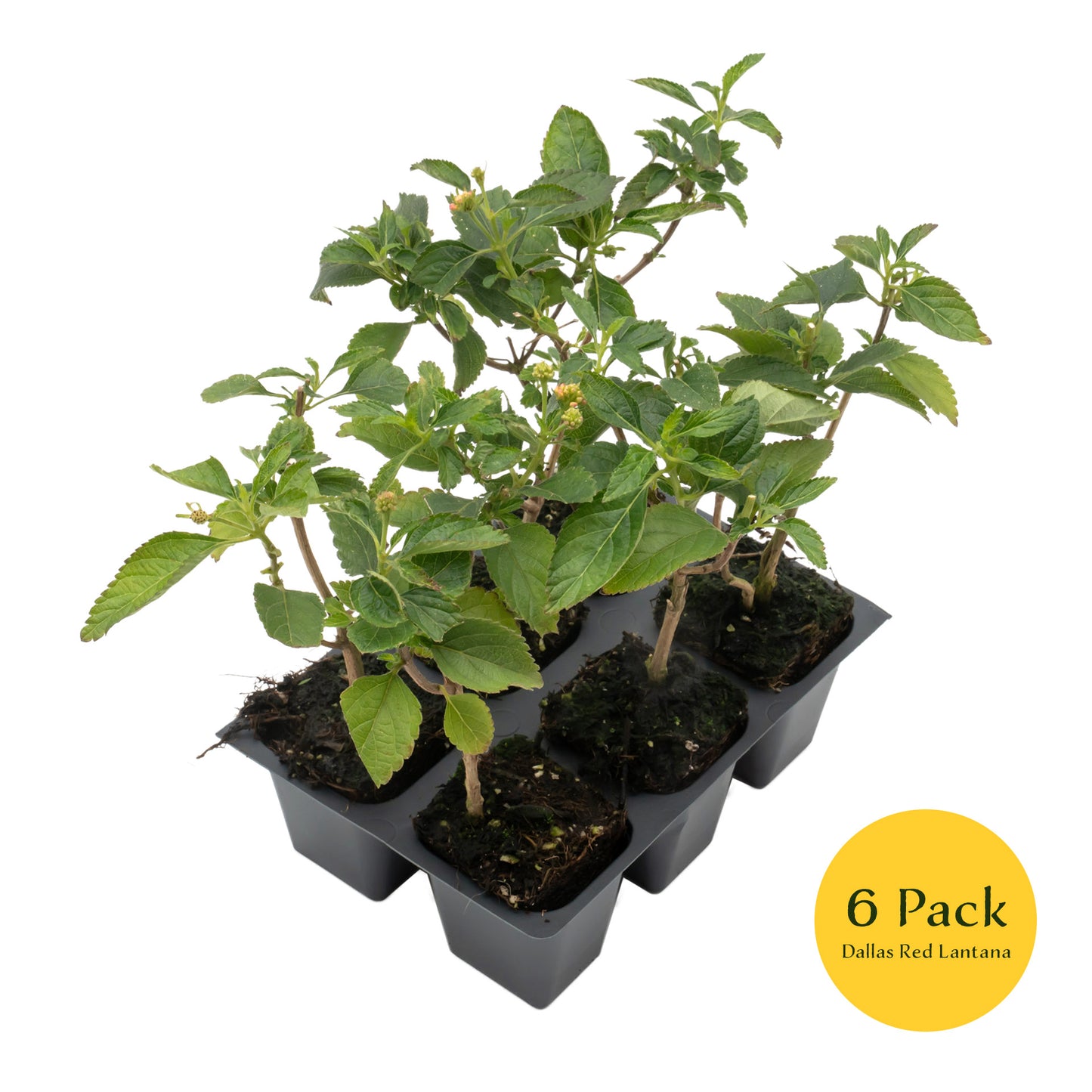 Dallas Red Lantana | Live Plant in 2.5 Inch Nursery Cube | Lantana Camara 'Dallas Red'