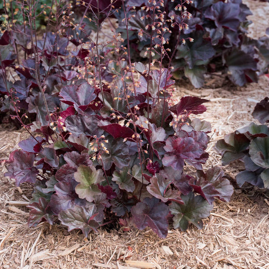 Dark Storm Coral Bells in 3.5” Cubes (Heuchera ‘Dark Storm’)