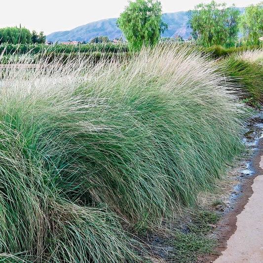Deer Grass (Muhlenbergia rigens) in 2.5” Nursery Cubes