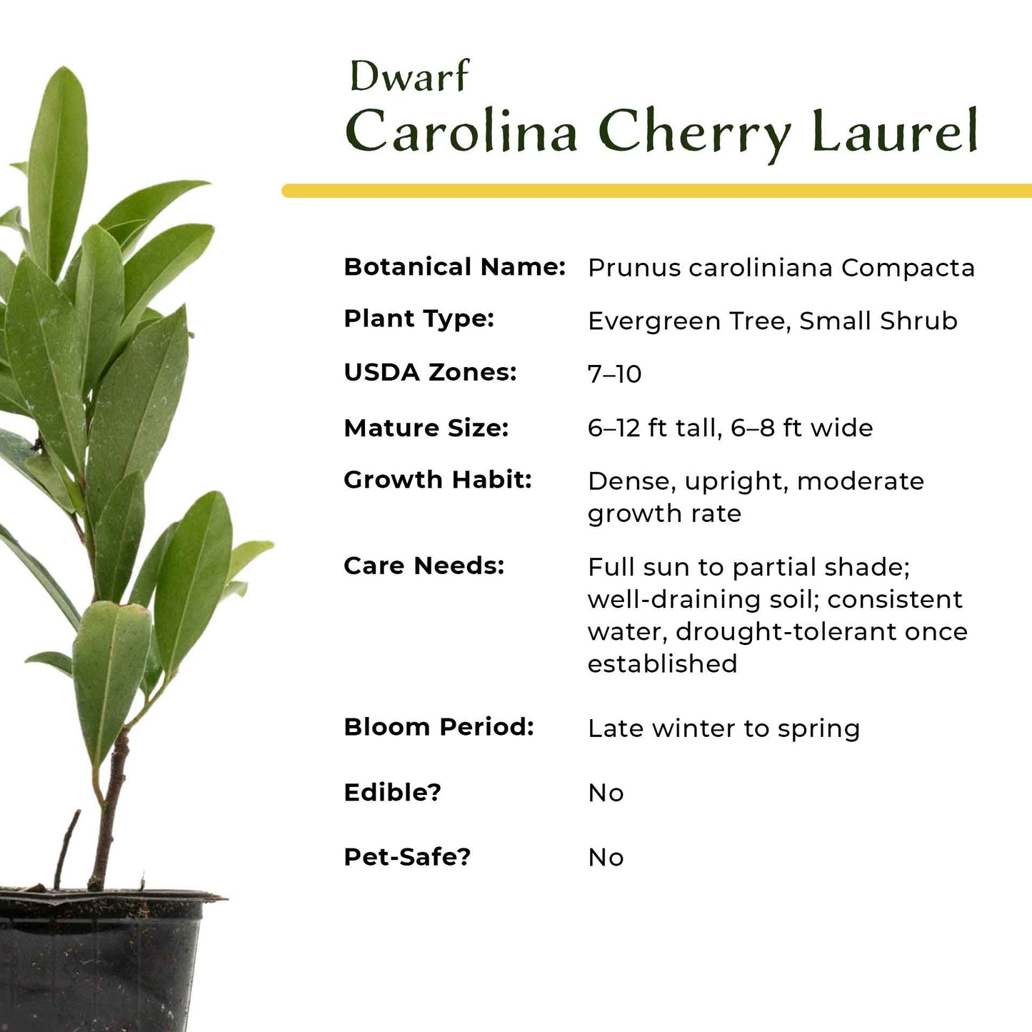 Dwarf Carolina Cherry Laurel in 3.5” Nursery Cubes (Prunus caroliniana ‘Compacta’)