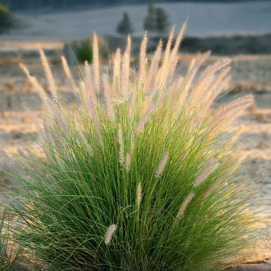 Dwarf Fountain Grass (Pennisetum alopecuroides ‘Hameln’) in 2.5" Nursery Cubes